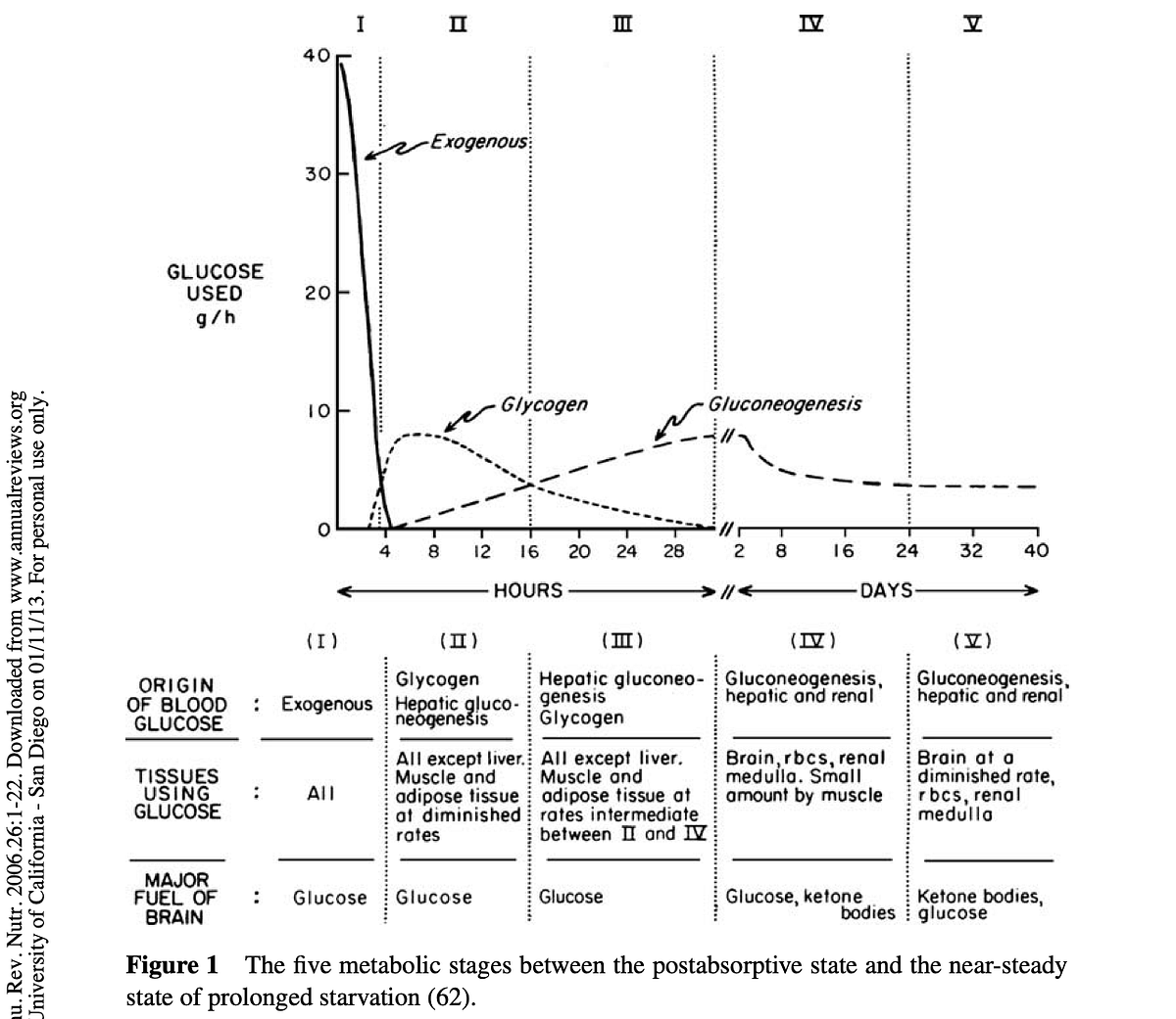 Fuel metabolism in starvation chart from George Cahill